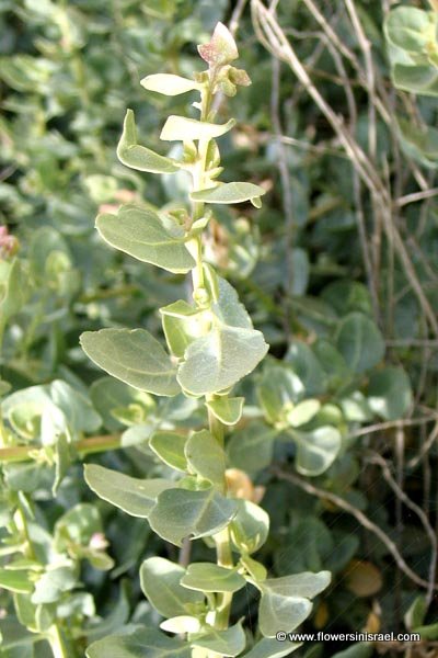 Flowers in Israel